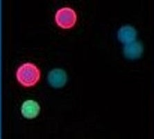 3D-Alkyne fluorescent microparticles